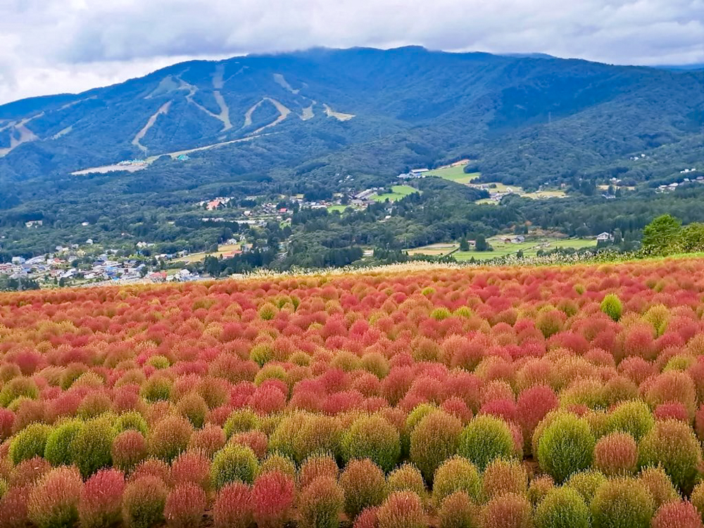 ひるがのピクニック、コキア、10月夏、岐阜県郡上市の観光・撮影スポットの画像と写真