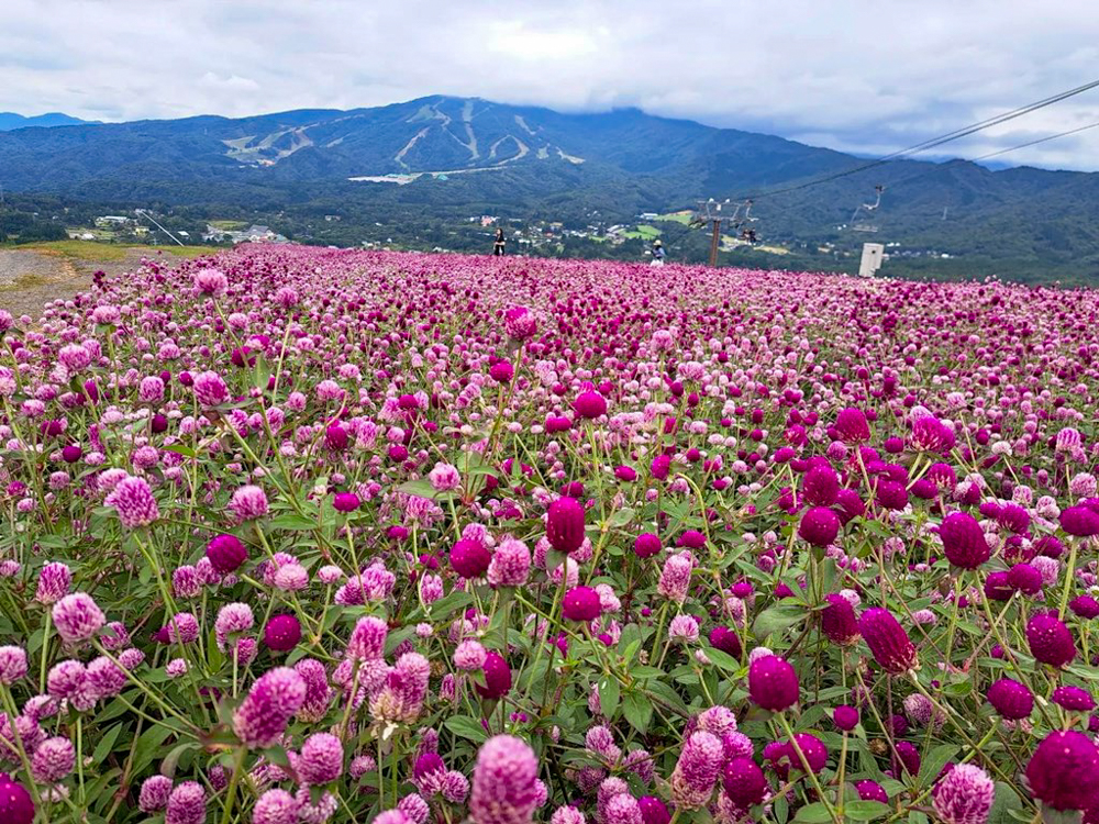 ひるがのピクニック、千日紅、10月夏、岐阜県郡上市の観光・撮影スポットの画像と写真