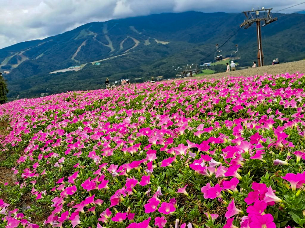 ひるがのピクニック、桃色吐息（ペチュニア）、10月夏、岐阜県郡上市の観光・撮影スポットの画像と写真