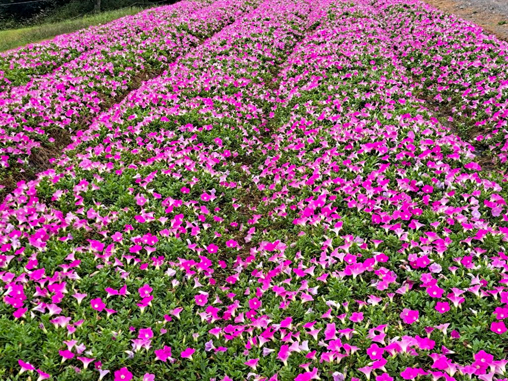 ひるがのピクニック、桃色吐息（ペチュニア）、10月夏、岐阜県郡上市の観光・撮影スポットの画像と写真