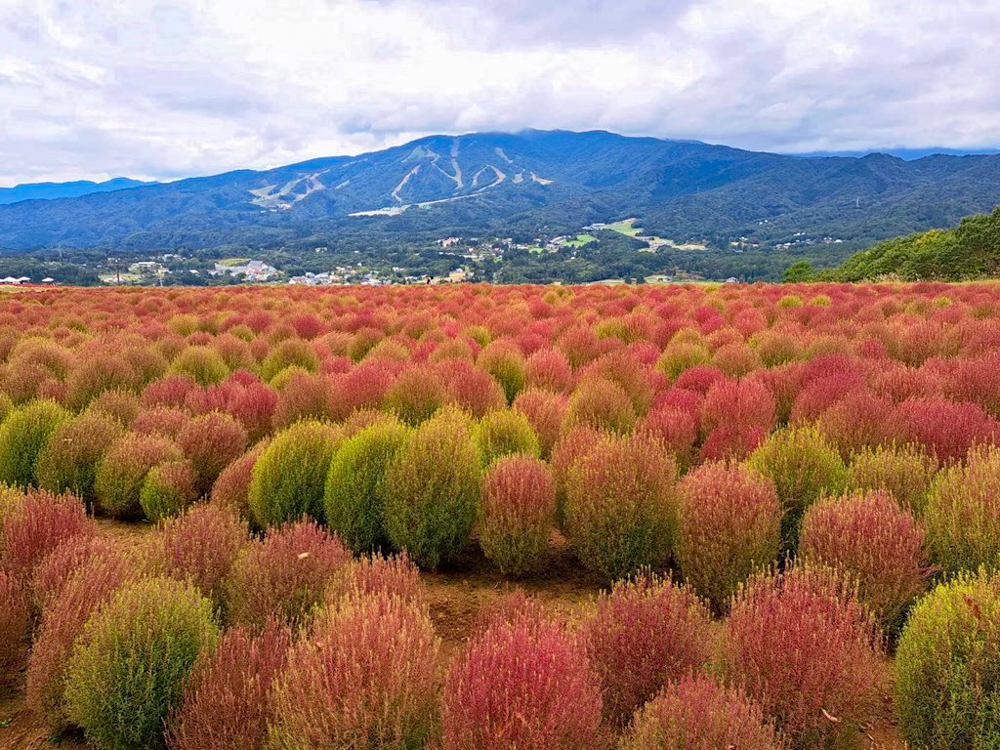 ひるがのピクニック、コキア、10月夏、岐阜県郡上市の観光・撮影スポットの画像と写真