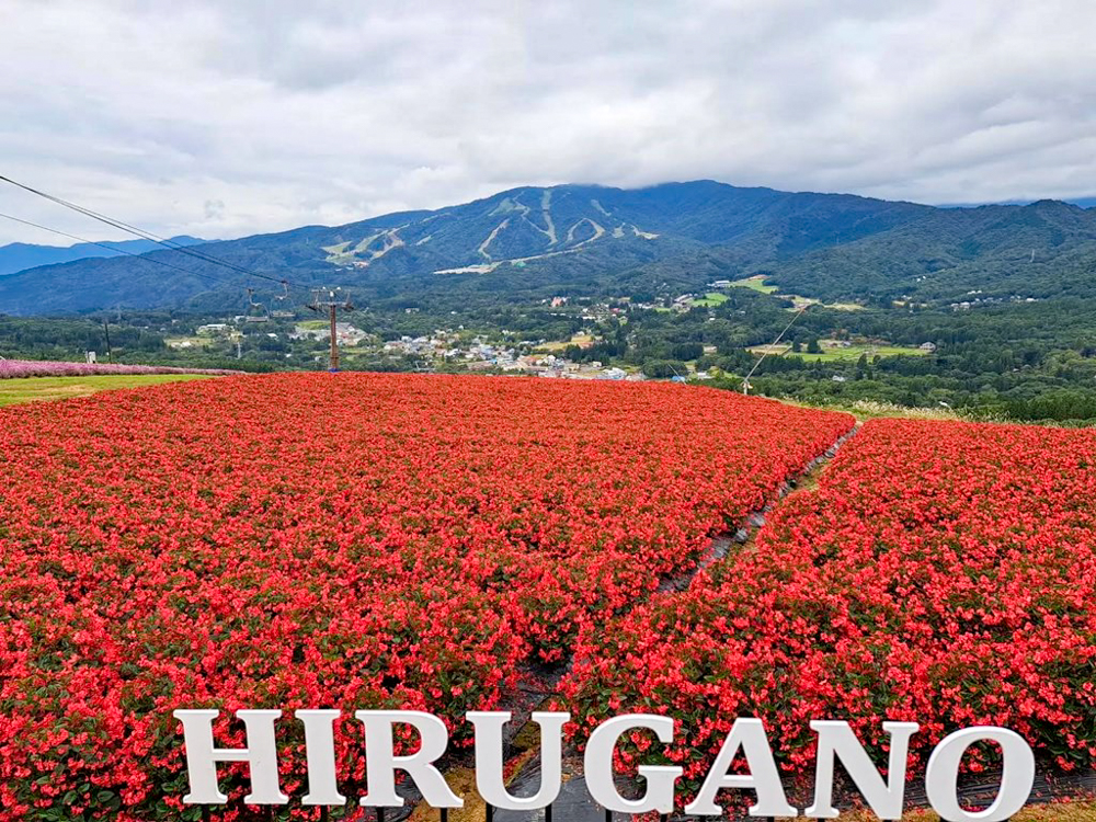 ひるがのピクニック、ベゴニア、10月夏、岐阜県郡上市の観光・撮影スポットの画像と写真