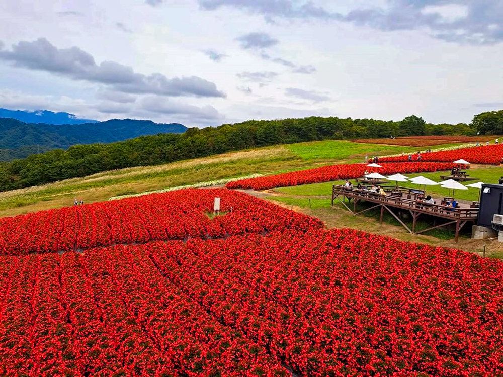 ひるがのピクニック、ベゴニア、10月夏、岐阜県郡上市の観光・撮影スポットの画像と写真