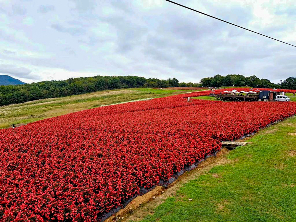 ひるがのピクニック、ベゴニア、10月夏、岐阜県郡上市の観光・撮影スポットの画像と写真