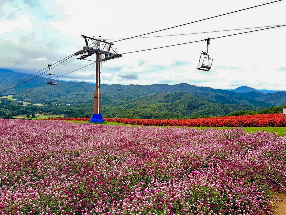 ひるがのピクニック、千日紅、10月夏、岐阜県郡上市の観光・撮影スポットの画像と写真