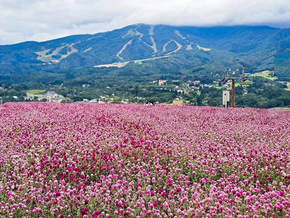 ひるがのピクニック、千日紅、10月夏、岐阜県郡上市の観光・撮影スポットの画像と写真