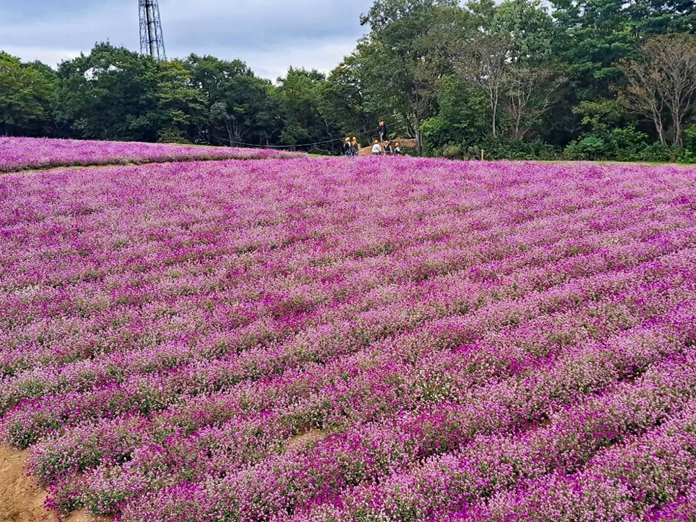 ひるがのピクニック、千日紅、10月夏、岐阜県郡上市の観光・撮影スポットの画像と写真