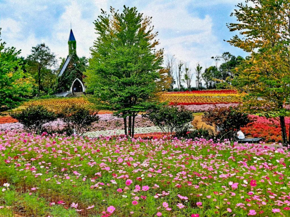 牧歌の里、コスモス、10月秋の花、岐阜県郡上市の観光・撮影スポットの名所