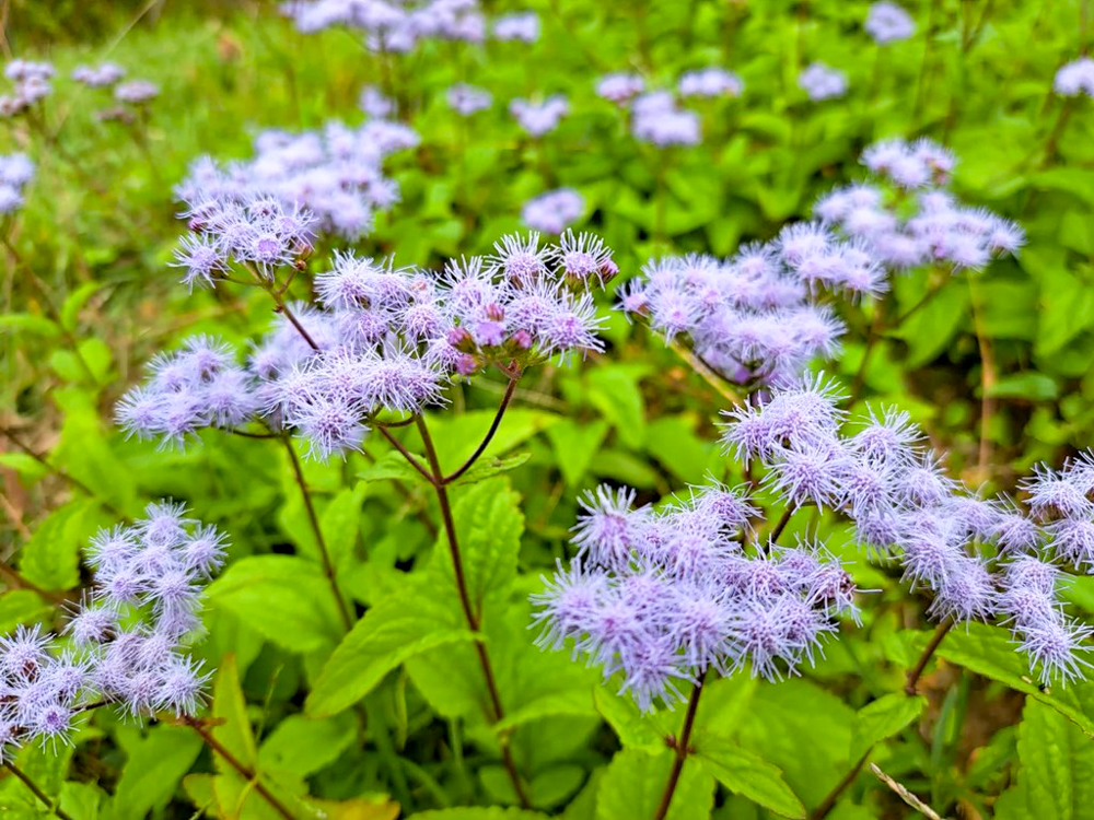 牧歌の里、10月秋の花、岐阜県郡上市の観光・撮影スポットの名所