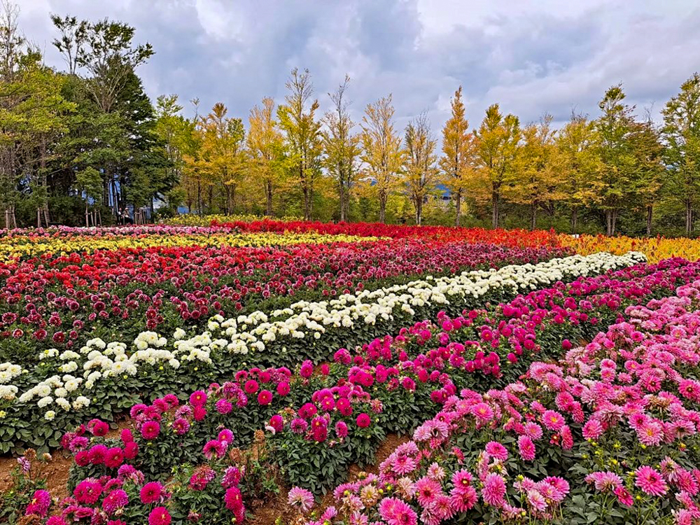 牧歌の里、10月秋の花、岐阜県郡上市の観光・撮影スポットの名所