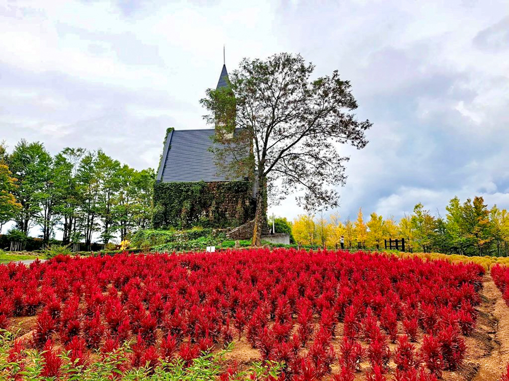 牧歌の里、ケイトウ、10月秋の花、岐阜県郡上市の観光・撮影スポットの名所