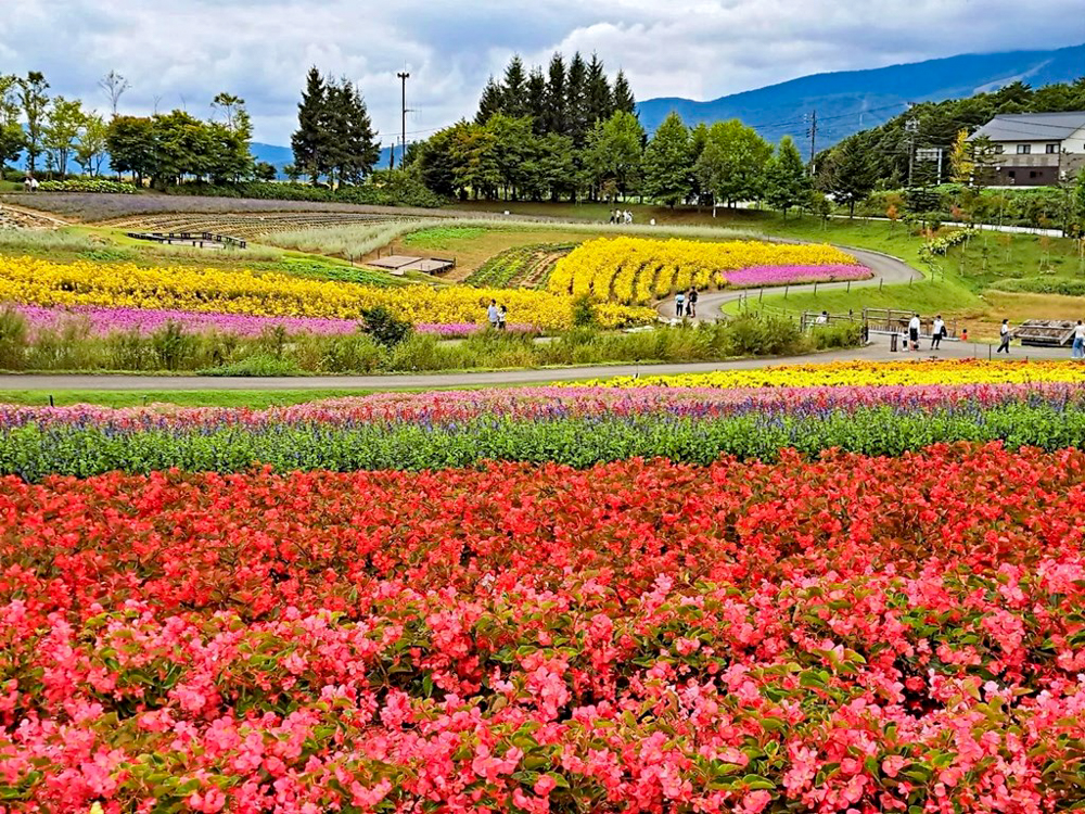 牧歌の里、ベゴニア、10月秋の花、岐阜県郡上市の観光・撮影スポットの名所