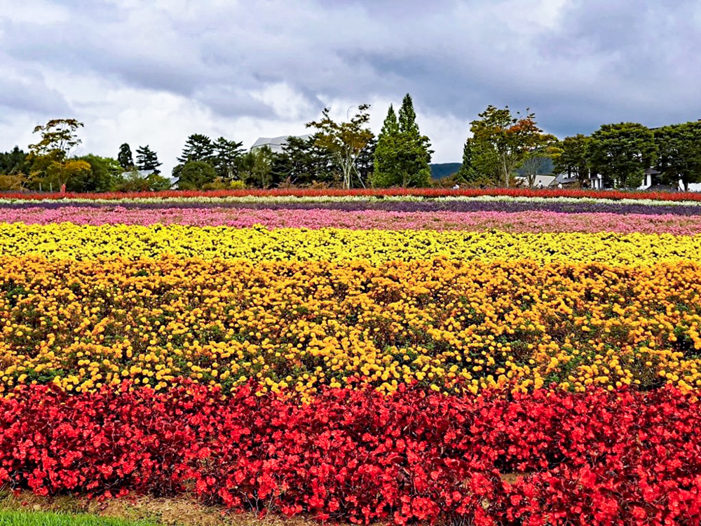 牧歌の里、ベゴニア、10月秋の花、岐阜県郡上市の観光・撮影スポットの名所