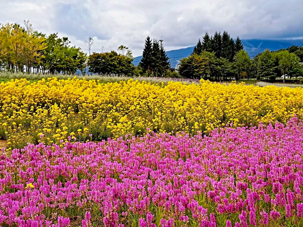 牧歌の里、10月秋の花、岐阜県郡上市の観光・撮影スポットの名所