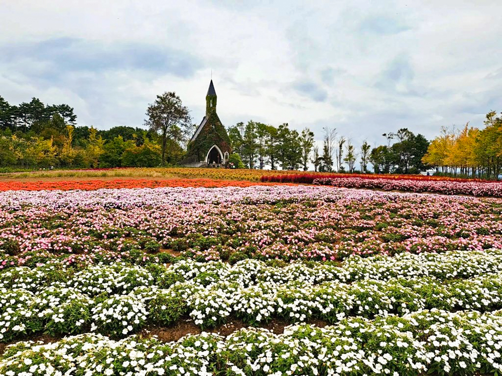 牧歌の里、10月秋の花、岐阜県郡上市の観光・撮影スポットの名所