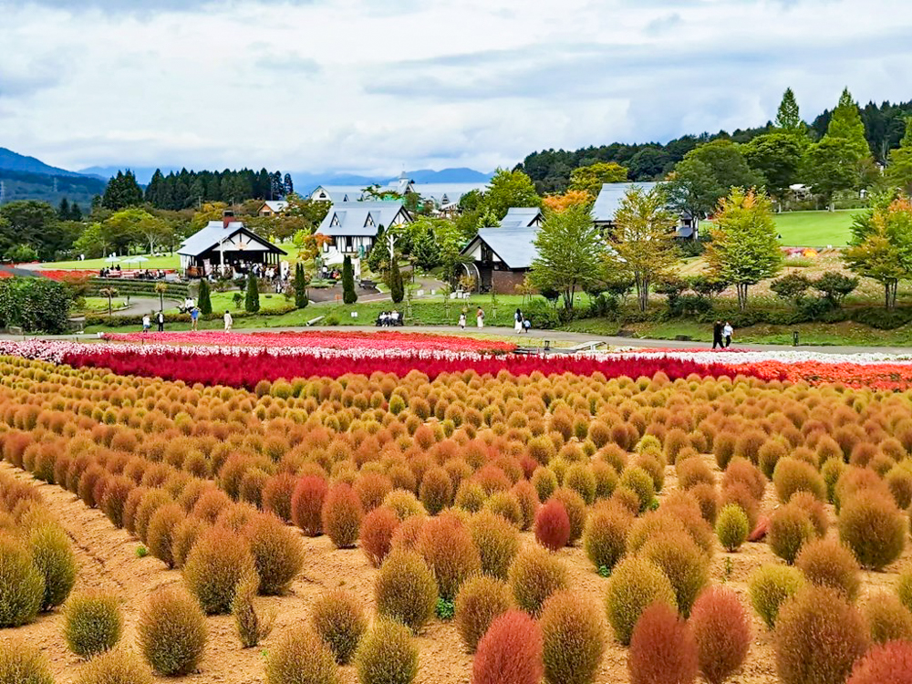 牧歌の里、コキア、10月秋の花、岐阜県郡上市の観光・撮影スポットの名所