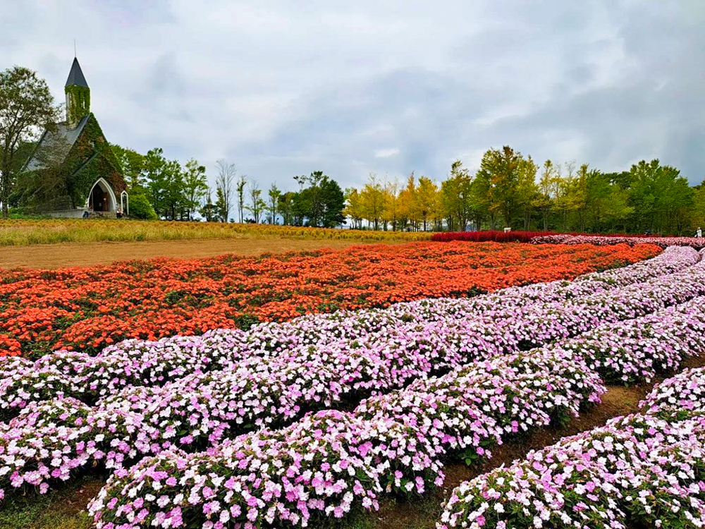 牧歌の里、10月秋の花、岐阜県郡上市の観光・撮影スポットの名所