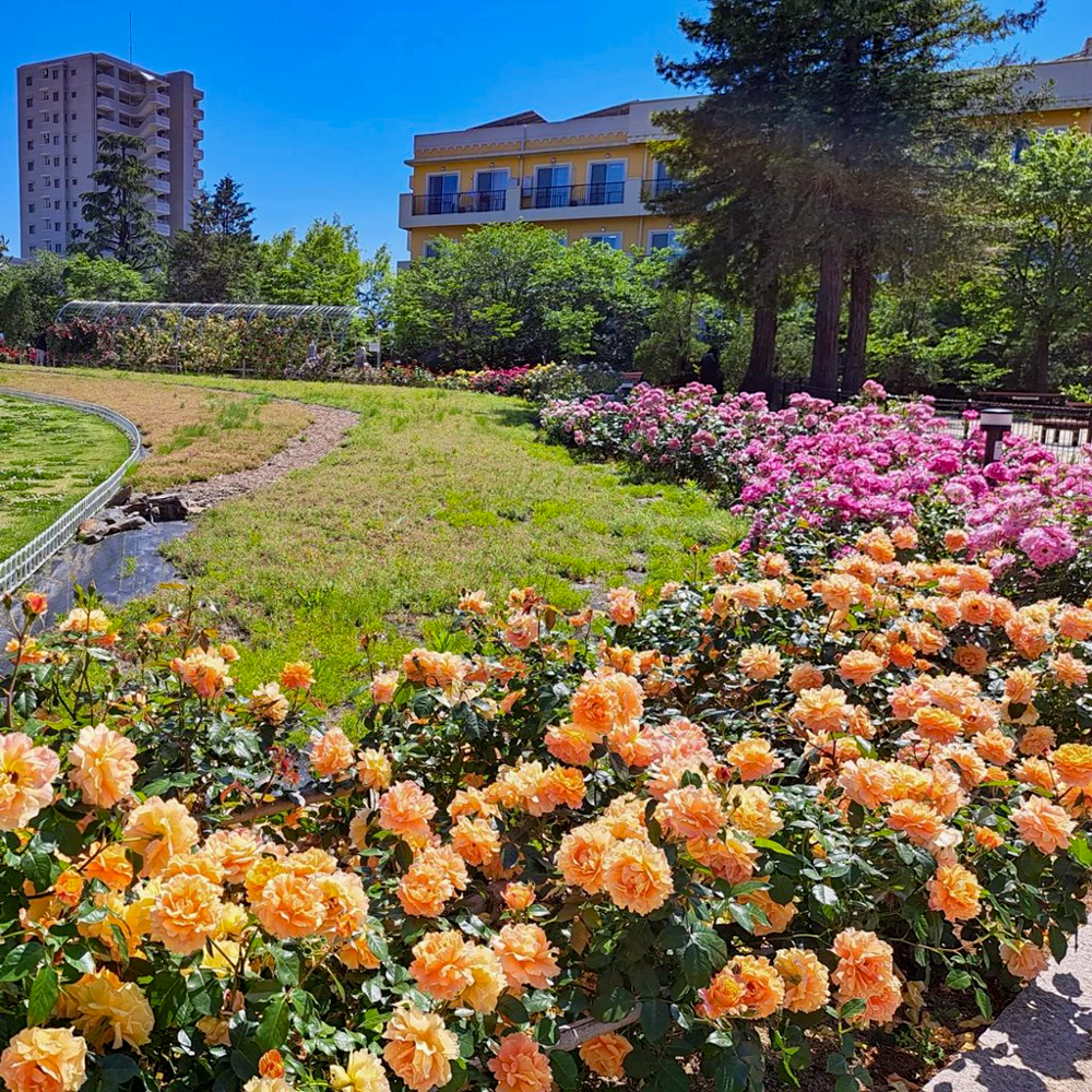 ミササガパーク、バラ、猿渡公園、5月の夏の花、愛知県刈谷市の観光・撮影スポットの名所