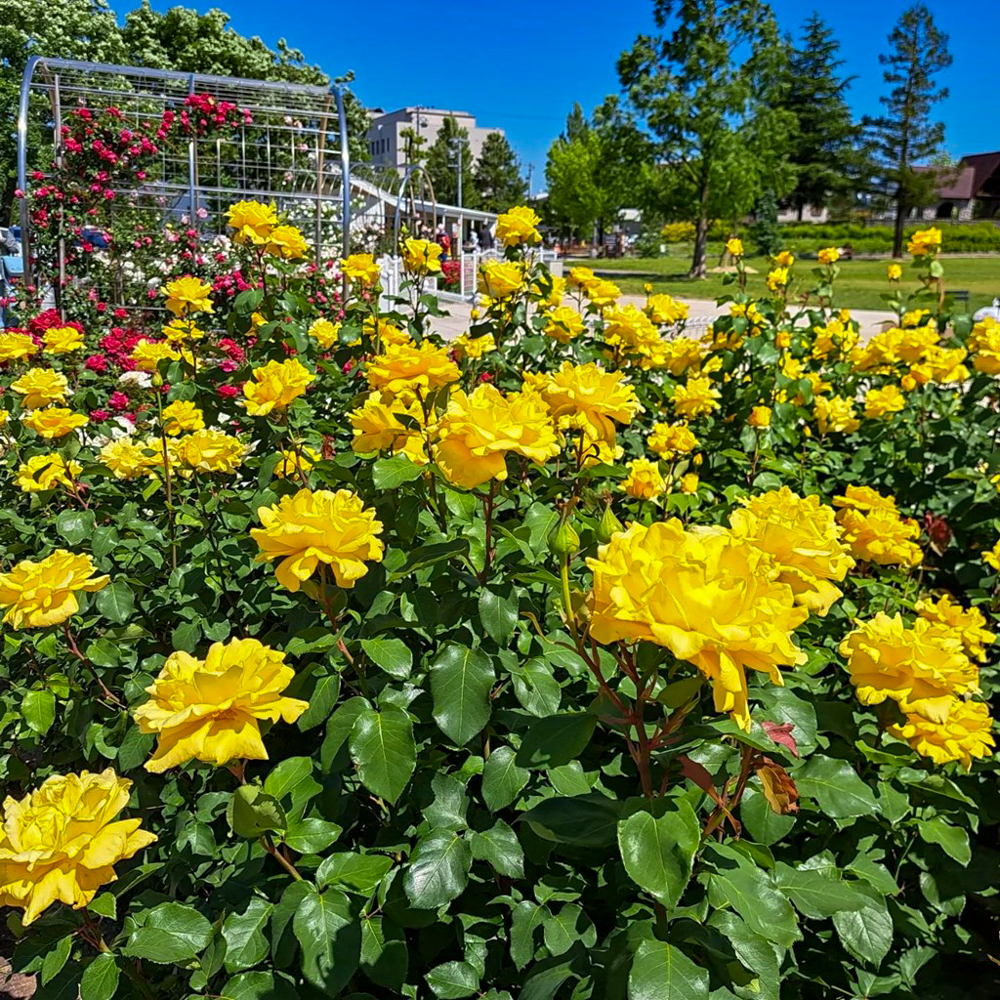 ミササガパーク、バラ、猿渡公園、5月の夏の花、愛知県刈谷市の観光・撮影スポットの名所