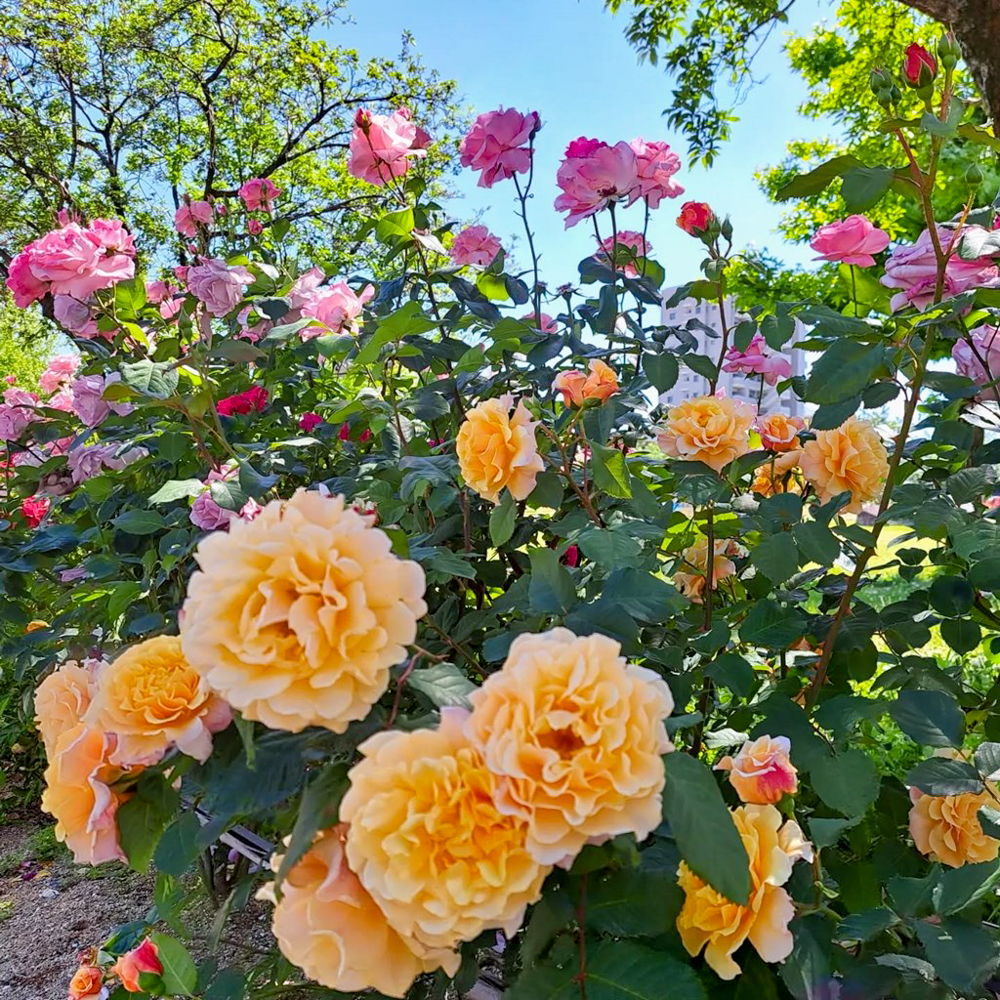 ミササガパーク、バラ、猿渡公園、5月の夏の花、愛知県刈谷市の観光・撮影スポットの名所