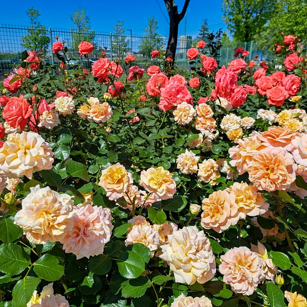 ミササガパーク、バラ、猿渡公園、5月の夏の花、愛知県刈谷市の観光・撮影スポットの名所