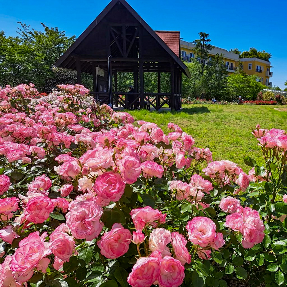 ミササガパーク、バラ、猿渡公園、5月の夏の花、愛知県刈谷市の観光・撮影スポットの名所