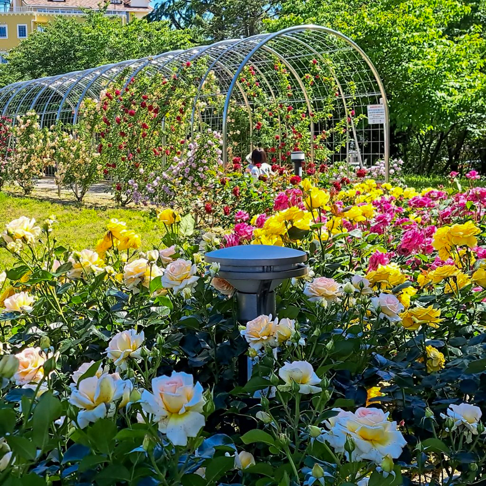 ミササガパーク、バラ、猿渡公園、5月の夏の花、愛知県刈谷市の観光・撮影スポットの名所