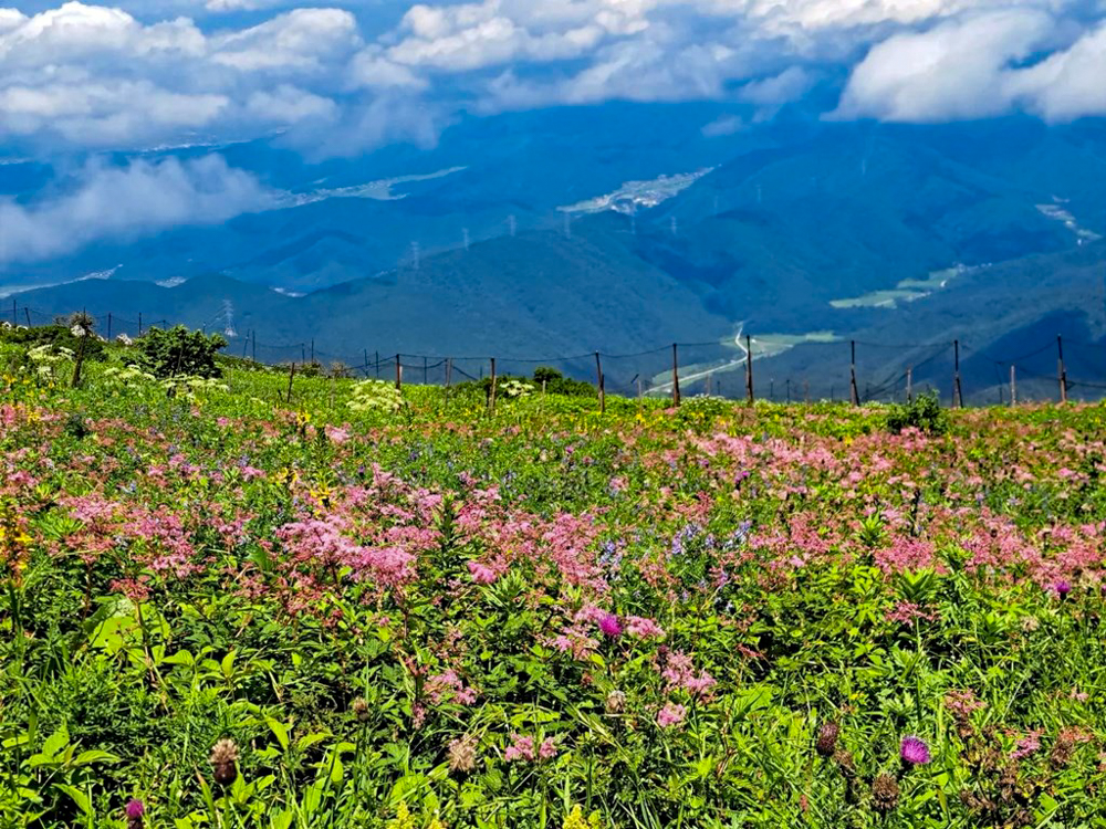 伊吹山山頂、展望台、絶景、７月夏、滋賀県米原市の観光・撮影スポットの名所