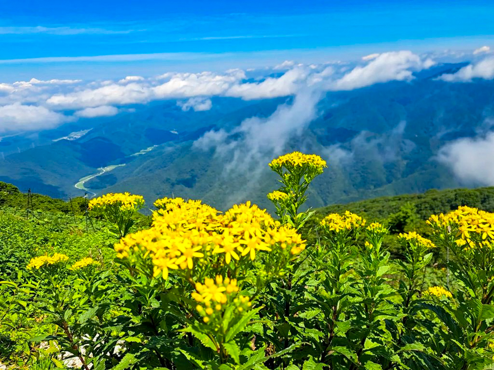 伊吹山山頂、展望台、絶景、７月夏、滋賀県米原市の観光・撮影スポットの名所