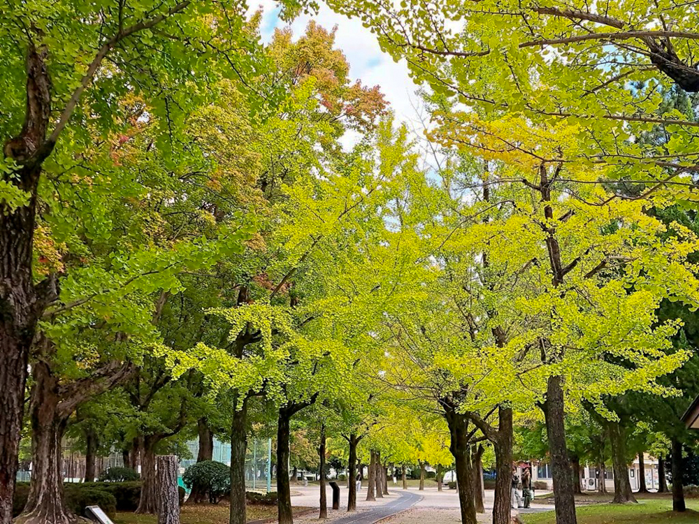 千種公園、紅葉、黄葉、11月秋、名古屋市千種区の観光・撮影スポットの画像と写真