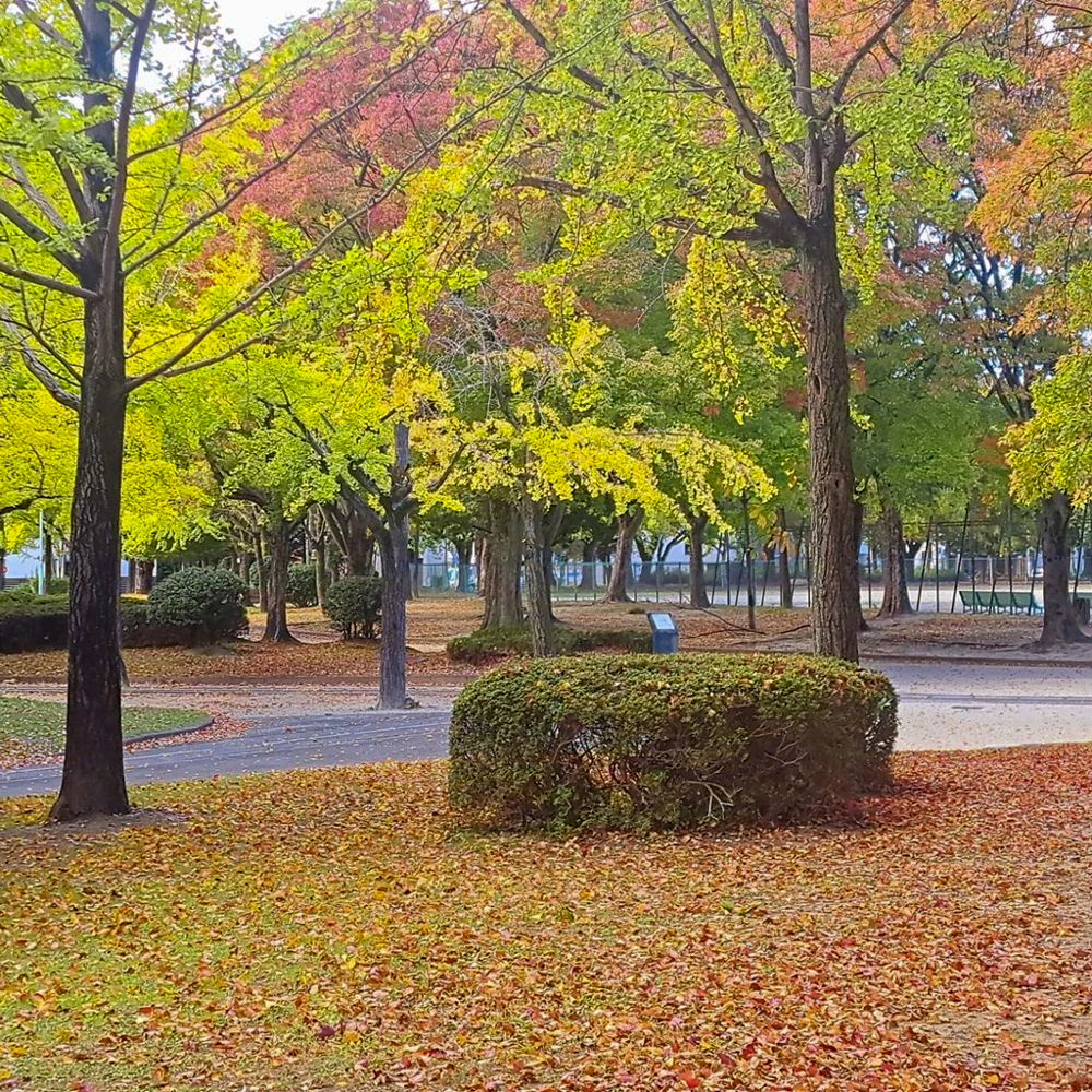 千種公園、紅葉、黄葉、11月秋、名古屋市千種区の観光・撮影スポットの画像と写真