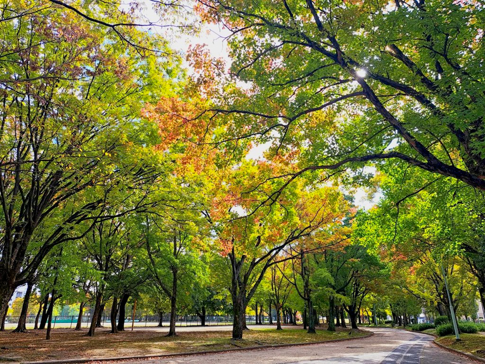 千種公園、紅葉、黄葉、11月秋、名古屋市千種区の観光・撮影スポットの画像と写真