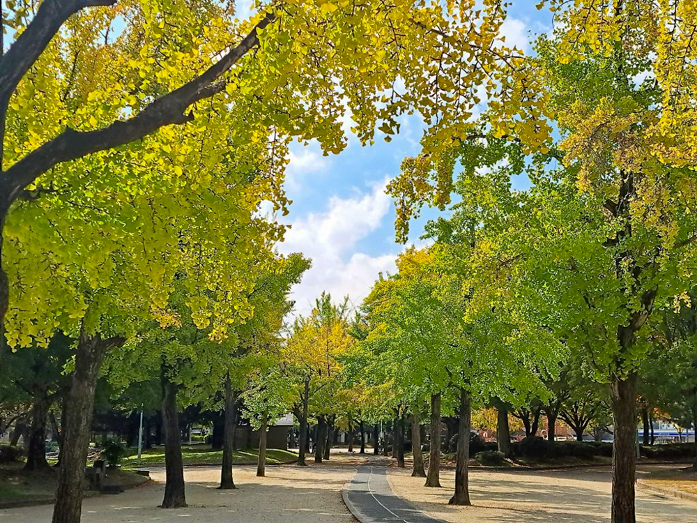 千種公園、紅葉、黄葉、11月秋、名古屋市千種区の観光・撮影スポットの画像と写真