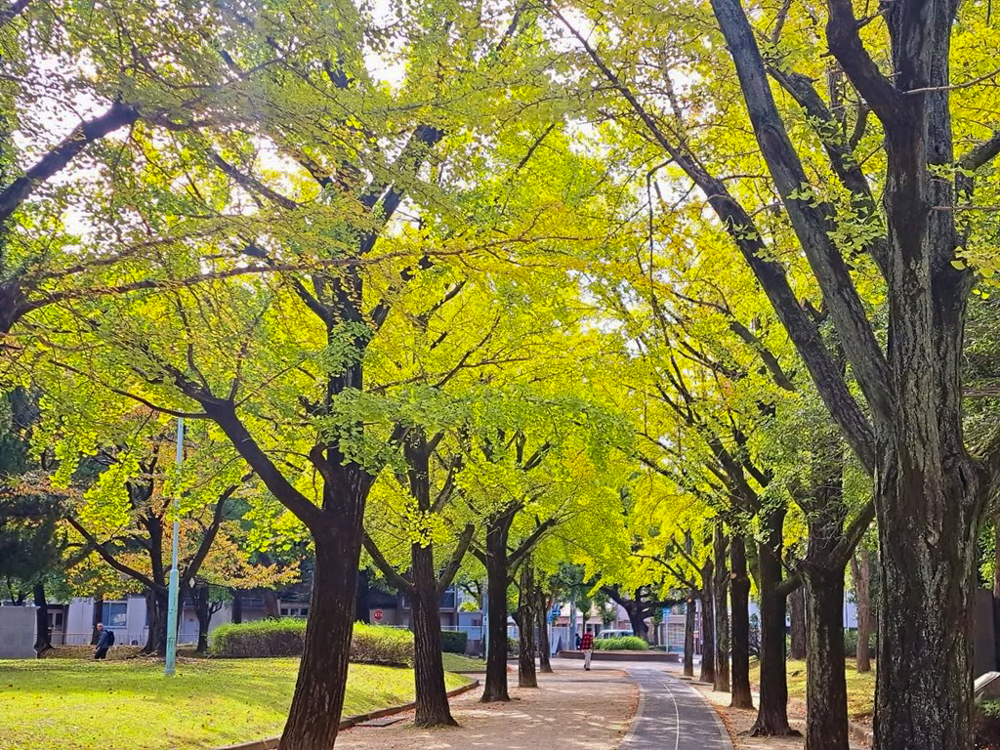 千種公園、紅葉、黄葉、11月秋、名古屋市千種区の観光・撮影スポットの画像と写真