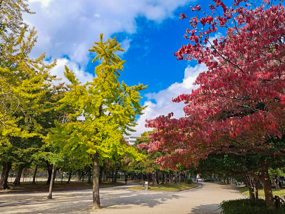 千種公園、紅葉、黄葉、11月秋、名古屋市千種区の観光・撮影スポットの画像と写真