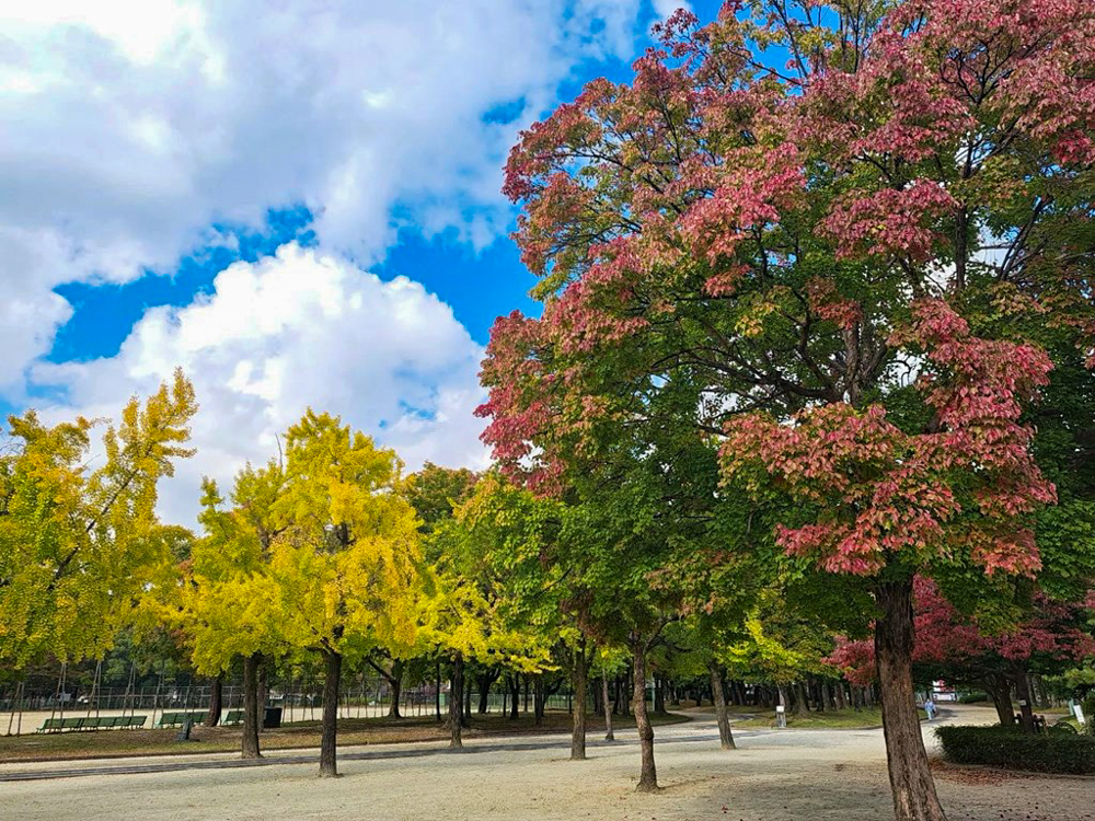 千種公園、紅葉、黄葉、11月秋、名古屋市千種区の観光・撮影スポットの画像と写真