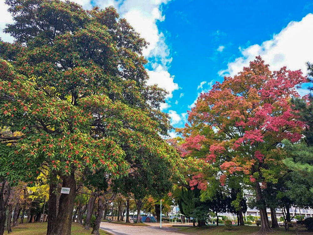 千種公園、紅葉、黄葉、11月秋、名古屋市千種区の観光・撮影スポットの画像と写真