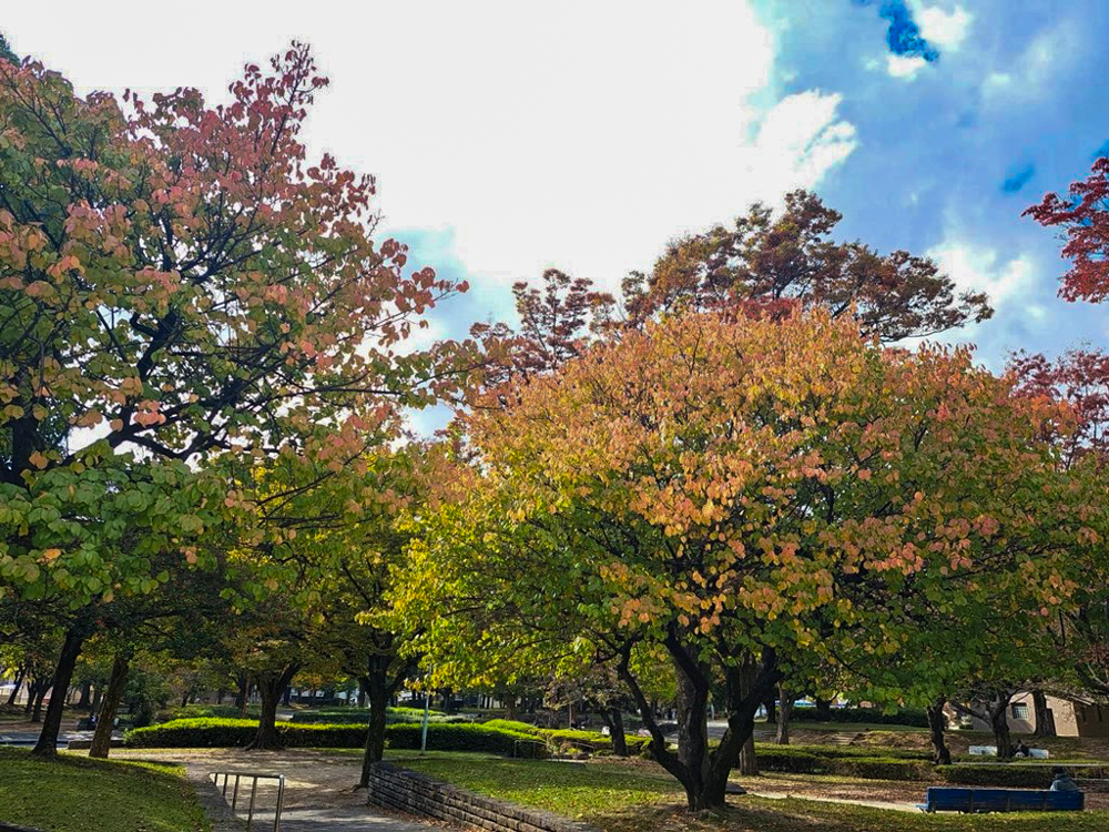 千種公園、紅葉、黄葉、11月秋、名古屋市千種区の観光・撮影スポットの画像と写真