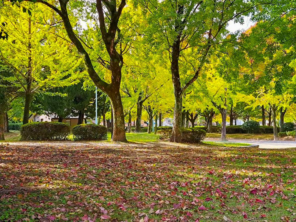 千種公園、紅葉、黄葉、11月秋、名古屋市千種区の観光・撮影スポットの画像と写真