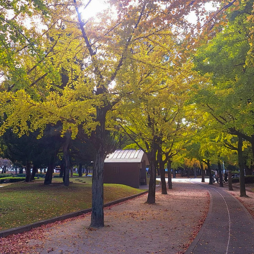 千種公園、紅葉、黄葉、11月秋、名古屋市千種区の観光・撮影スポットの画像と写真