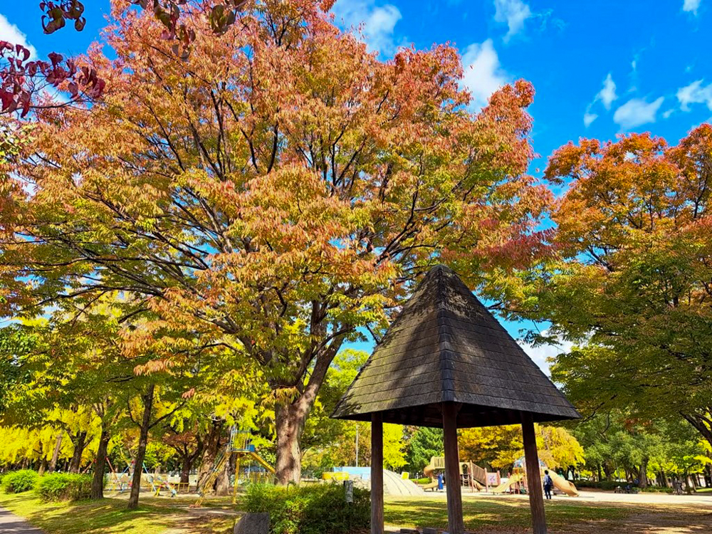 千種公園、紅葉、黄葉、11月秋、名古屋市千種区の観光・撮影スポットの画像と写真