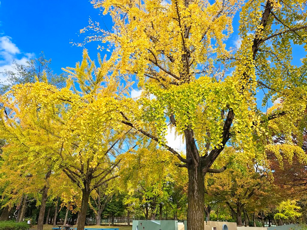 千種公園、紅葉、黄葉、11月秋、名古屋市千種区の観光・撮影スポットの画像と写真