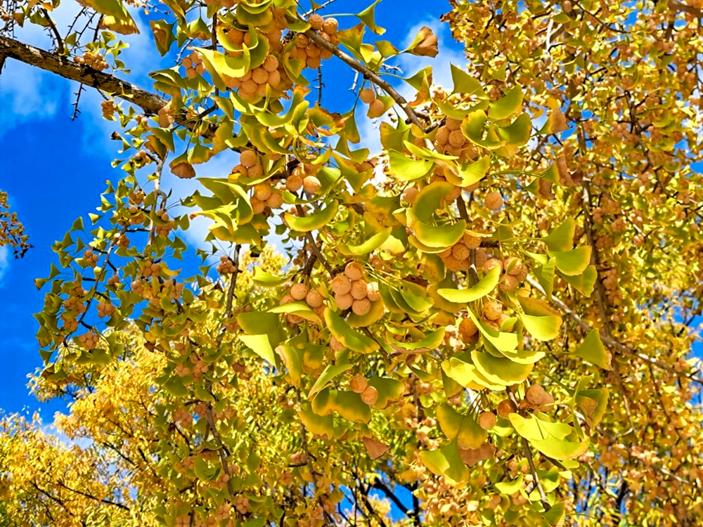 千種公園、紅葉、黄葉、11月秋、名古屋市千種区の観光・撮影スポットの画像と写真