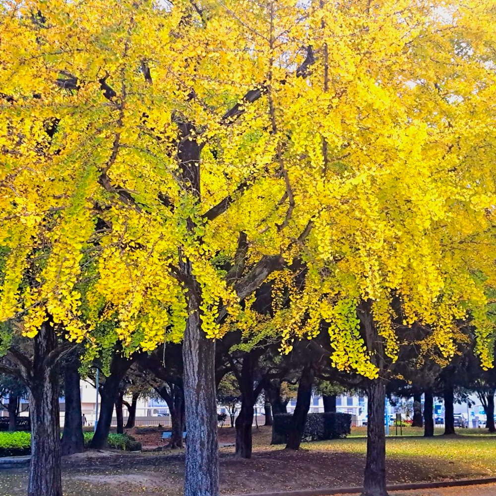 千種公園、紅葉、黄葉、11月秋、名古屋市千種区の観光・撮影スポットの画像と写真