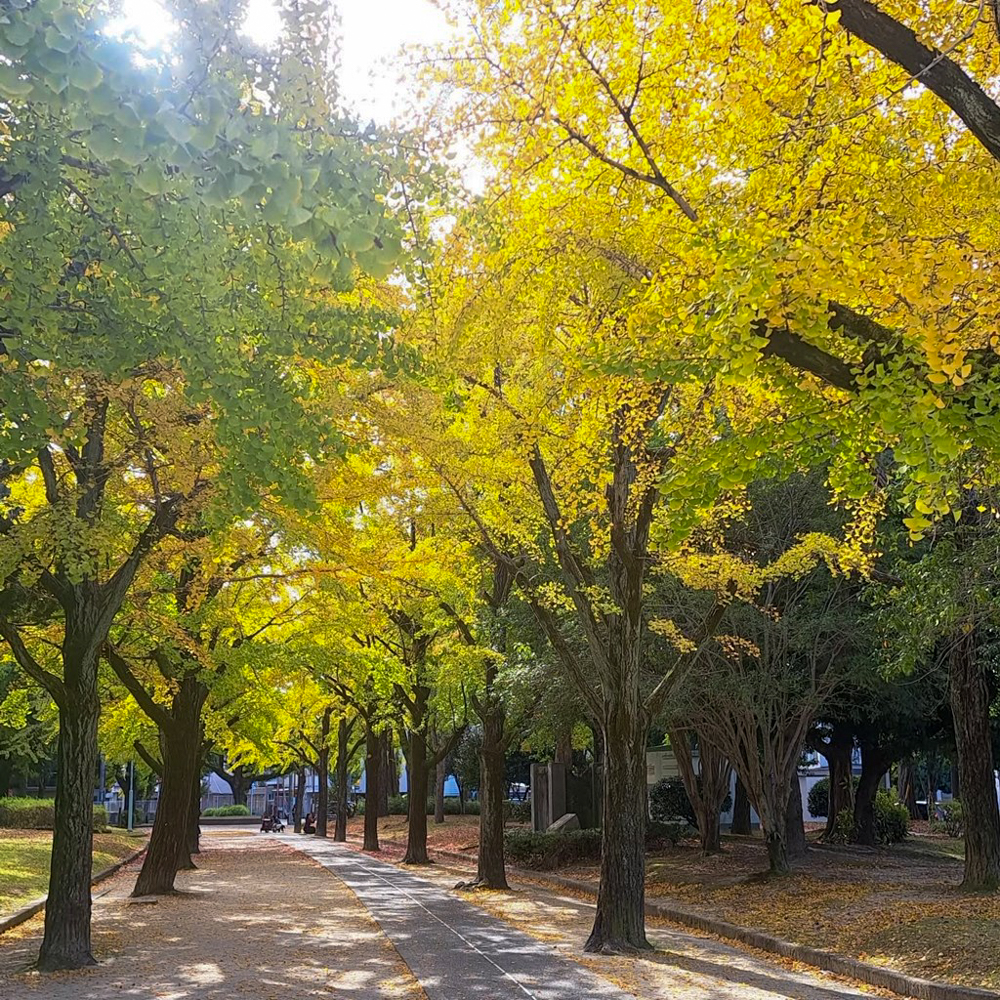 千種公園、紅葉、黄葉、11月秋、名古屋市千種区の観光・撮影スポットの画像と写真