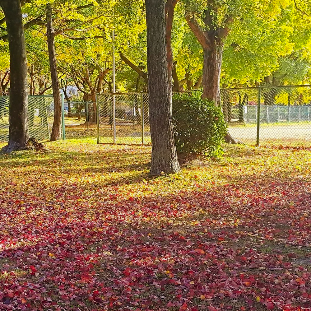 千種公園、紅葉、黄葉、11月秋、名古屋市千種区の観光・撮影スポットの画像と写真