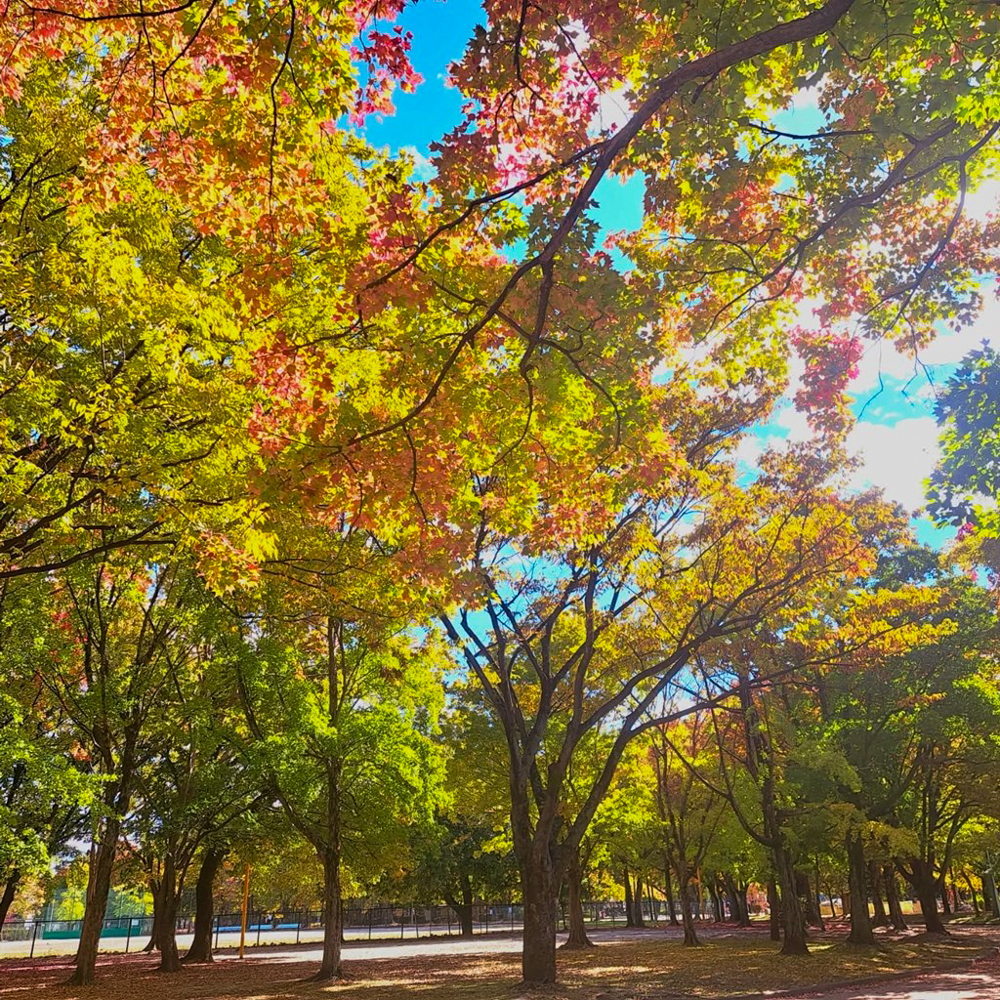 千種公園、紅葉、黄葉、11月秋、名古屋市千種区の観光・撮影スポットの画像と写真