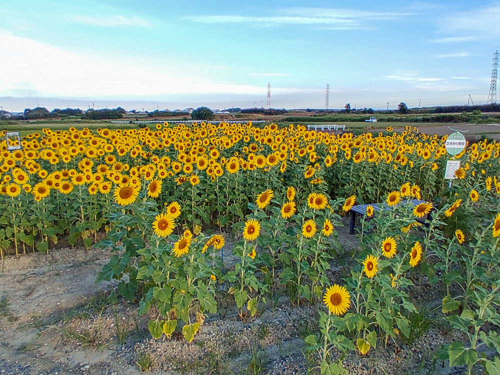 大崎農園、ひまわり畑、7月の夏の花、愛知県豊川市の観光・撮影スポットの名所