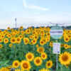 大崎農園、ひまわり畑、7月の夏の花、愛知県豊川市の観光・撮影スポットの名所