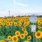 大崎農園、ひまわり畑、7月の夏の花、愛知県豊川市の観光・撮影スポットの名所